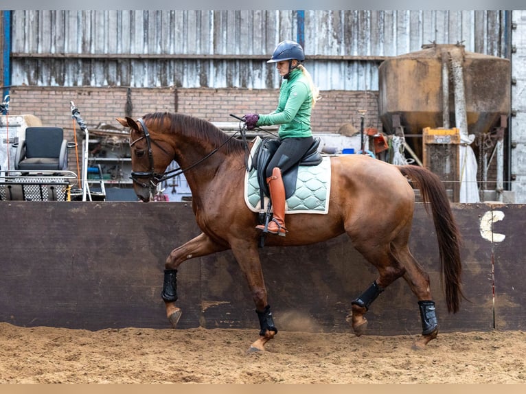 KWPN Mare 9 years 17,1 hh Chestnut-Red in Elim