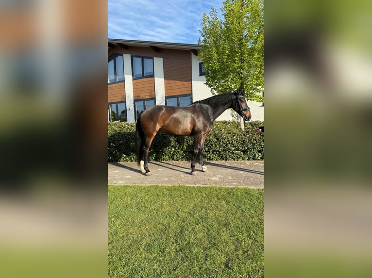 KWPN Mare 9 years 17 hh Bay-Dark in ErpErp