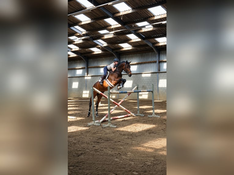 KWPN Mare 9 years 17 hh Bay-Dark in Belfeld