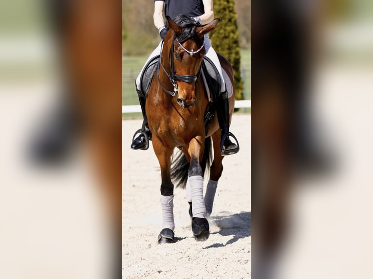 KWPN Mare 9 years 17 hh Brown in Kerpen