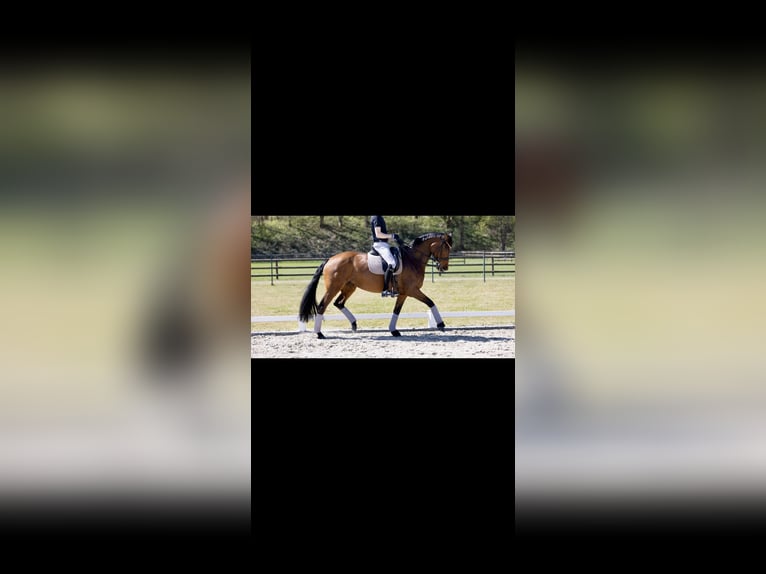 KWPN Mare 9 years 17 hh Brown in Kerpen