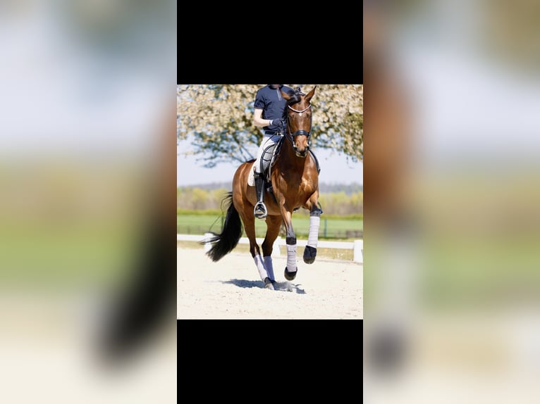 KWPN Mare 9 years 17 hh Brown in Kerpen