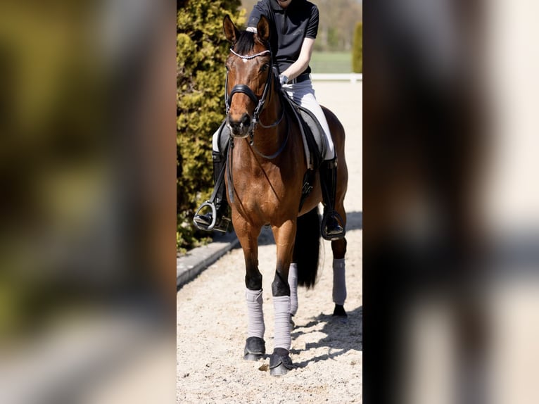 KWPN Mare 9 years 17 hh Brown in Kerpen