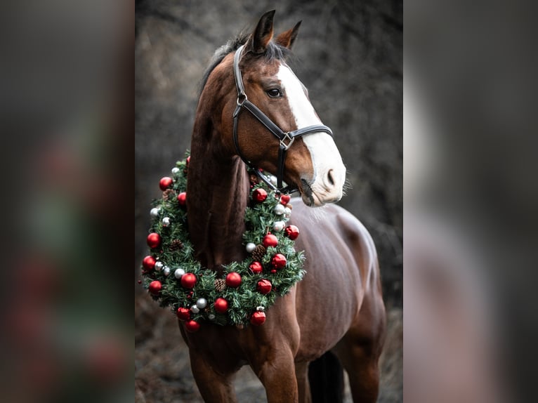 KWPN Mare 9 years 17 hh Brown in Üxheim KWPN Mare 9 years 17 hh Brown in Üxheim
