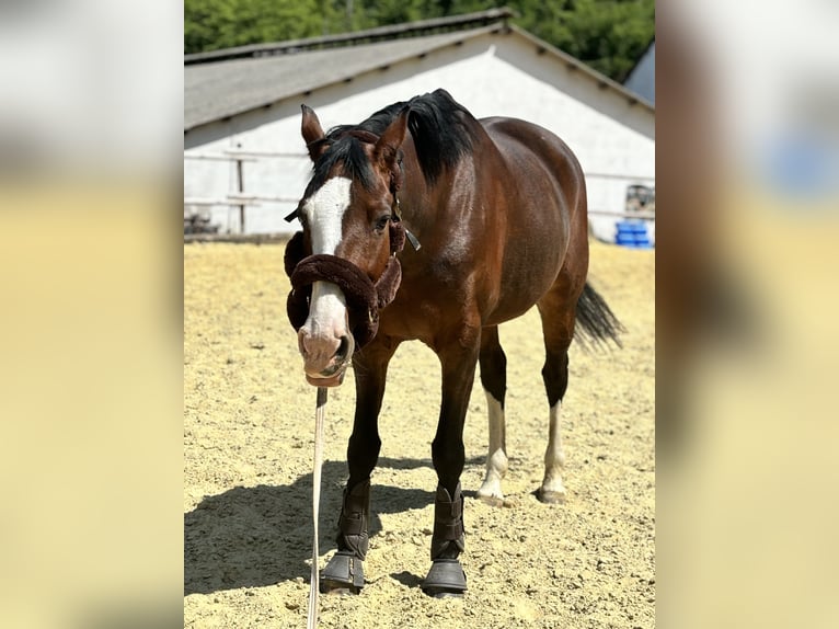KWPN Mare 9 years 17 hh Brown in Üxheim KWPN Mare 9 years 17 hh Brown in Üxheim