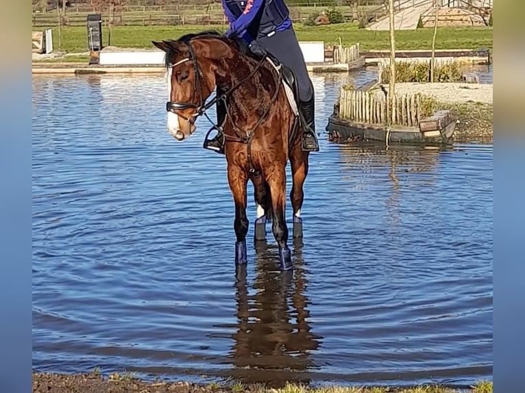 KWPN Mare 9 years 17 hh Brown in Üxheim KWPN Mare 9 years 17 hh Brown in Üxheim
