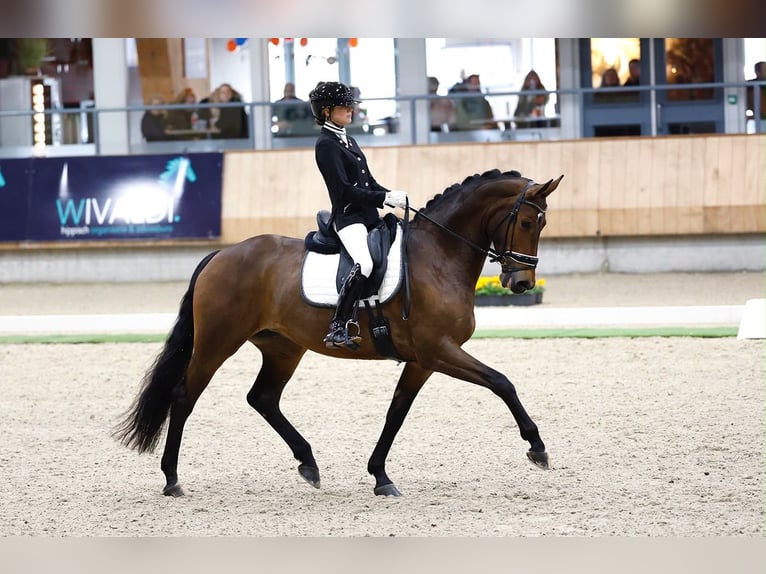 KWPN, Mare, 9 years, 17 hh, Brown