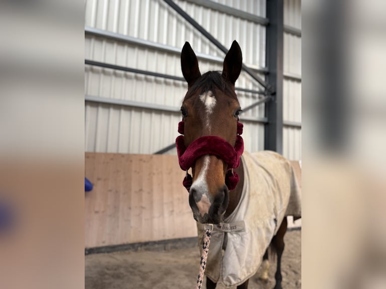 KWPN Mare 9 years 17 hh Brown in Grevenbroich