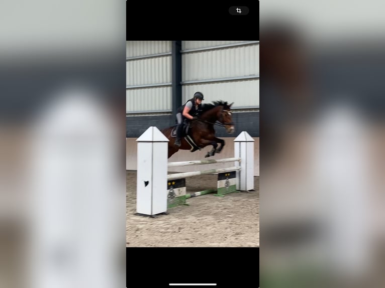 KWPN Mare 9 years 17 hh Brown in Grevenbroich
