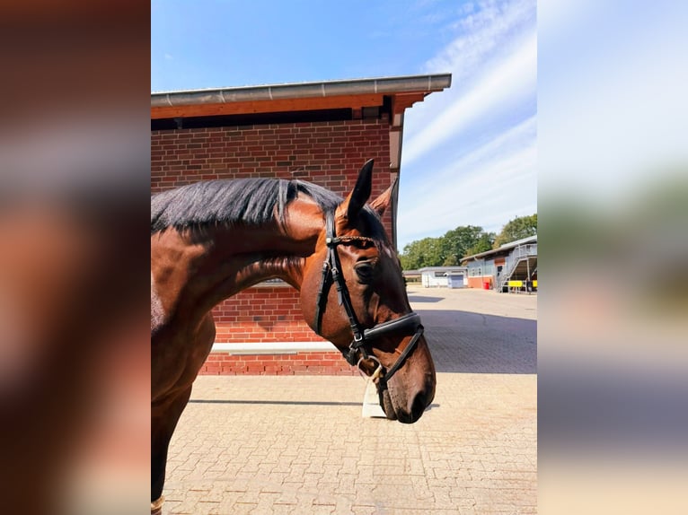 KWPN Mare 9 years 17 hh Brown in Münster