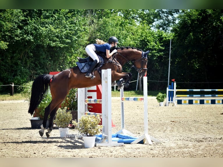 KWPN Mare 9 years 17 hh Brown in Münster