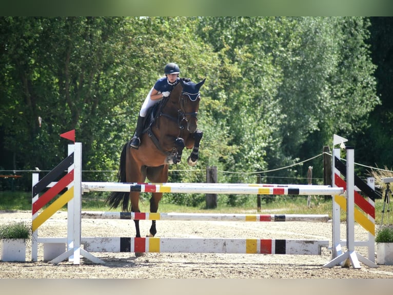 KWPN Mare 9 years 17 hh Brown in Münster