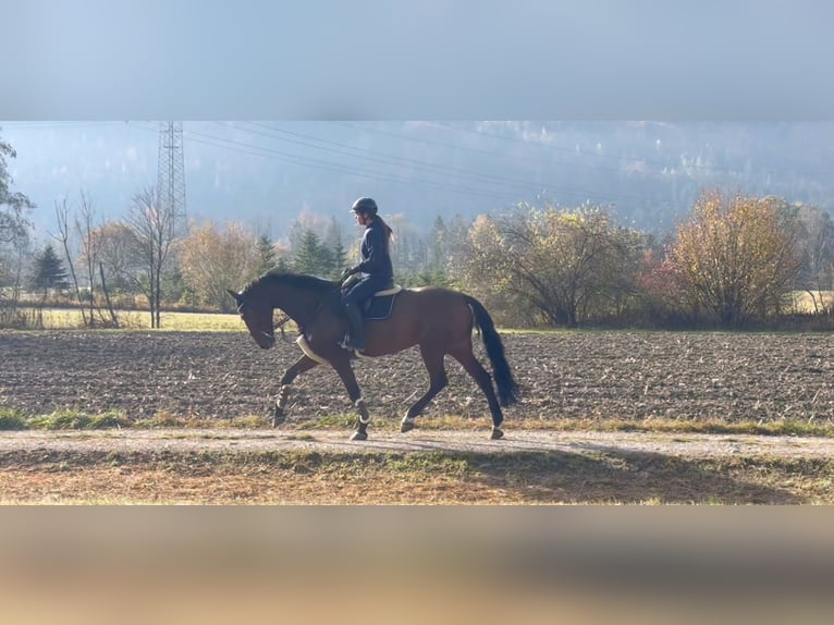 KWPN Mare 9 years 17 hh Brown in Schlins