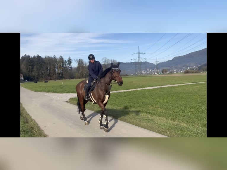 KWPN Mare 9 years 17 hh Brown in Schlins