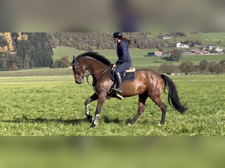 KWPN Mare 9 years 17 hh Brown in Schlins