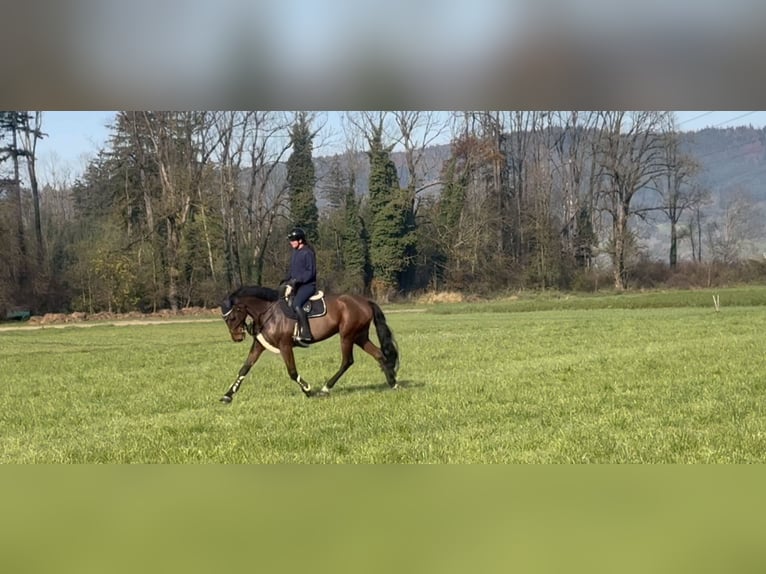 KWPN Mare 9 years 17 hh Brown in Schlins