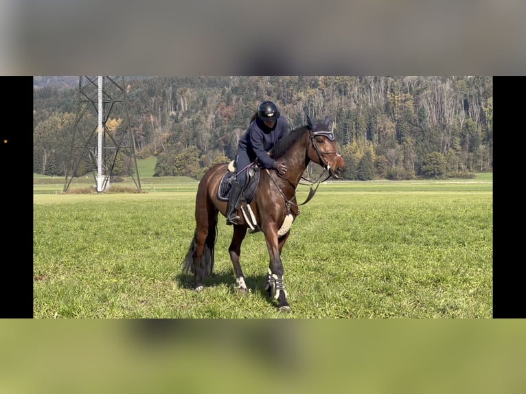 KWPN Mare 9 years 17 hh Brown in Schlins