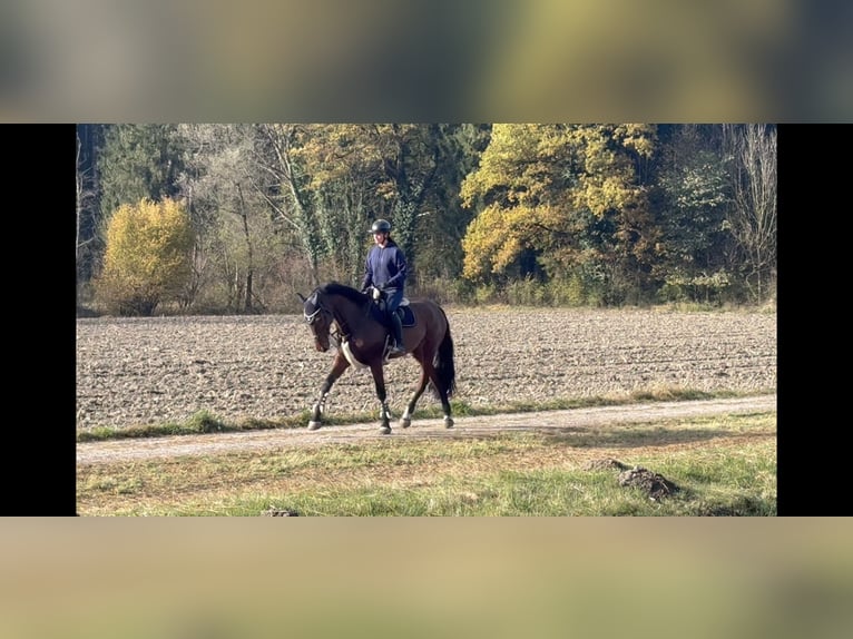 KWPN Mare 9 years 17 hh Brown in Schlins