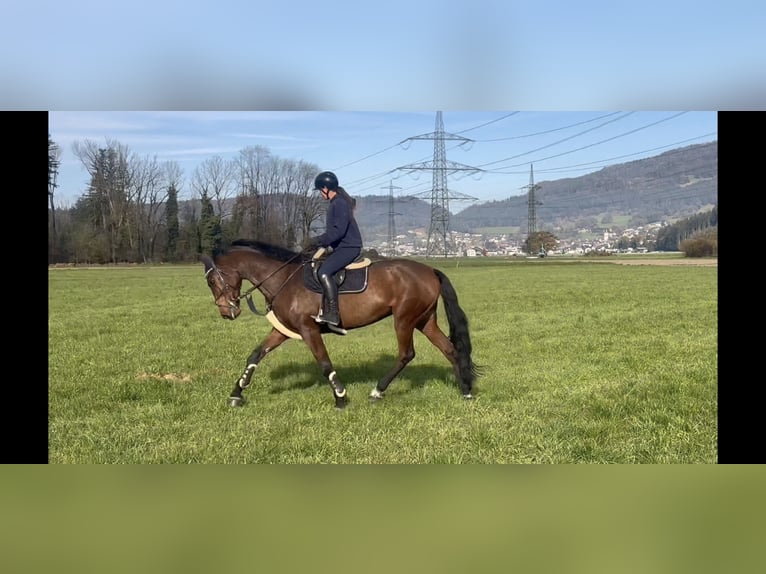 KWPN Mare 9 years 17 hh Brown in Schlins