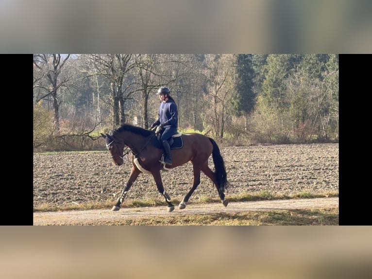 KWPN Mare 9 years 17 hh Brown in Schlins