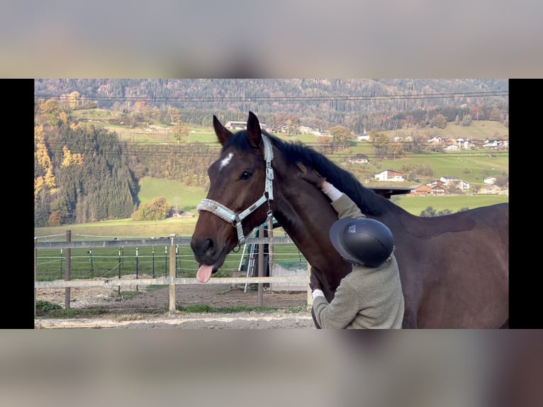 KWPN Mare 9 years 17 hh Brown in Schlins