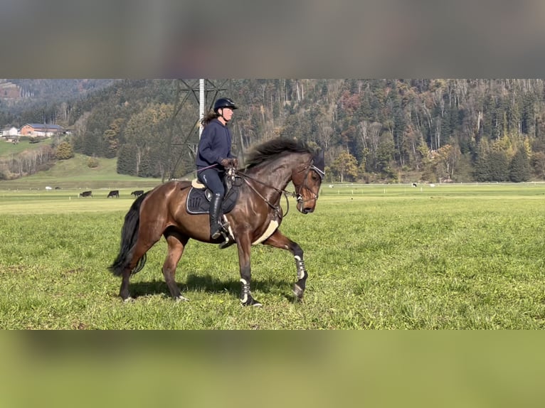 KWPN Mare 9 years 17 hh Brown in Schlins