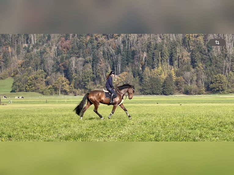 KWPN Mare 9 years 17 hh Brown in Schlins