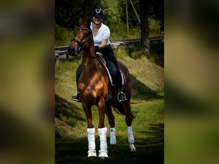 KWPN Mare 9 years 17 hh Chestnut-Red in Nettersheim