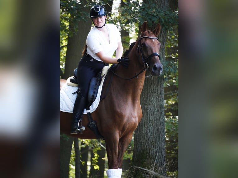 KWPN Mare 9 years 17 hh Chestnut-Red in Nettersheim