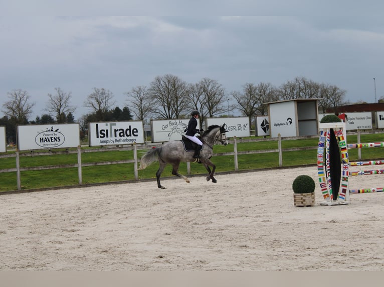 KWPN Mare 9 years 17 hh Grey in Recklinghausen