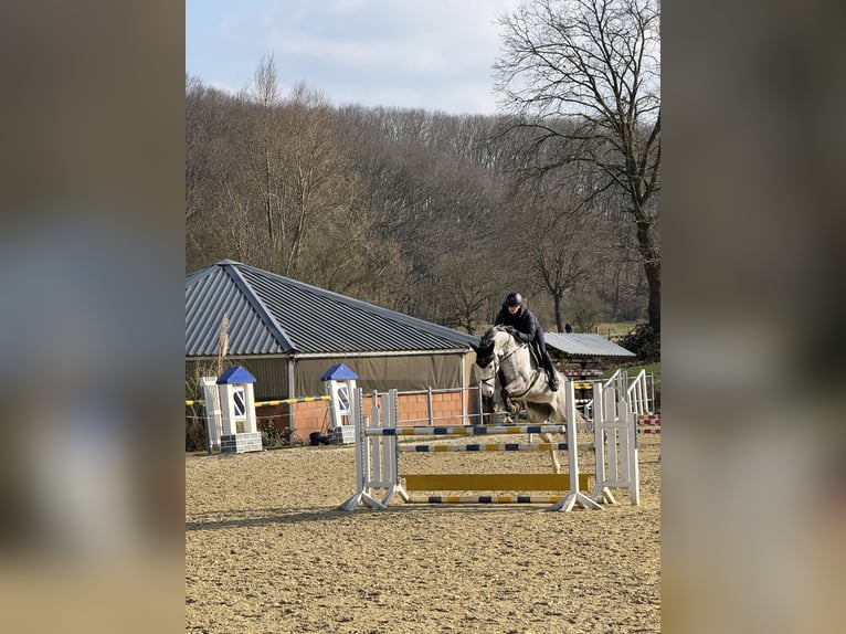 KWPN Mare 9 years 17 hh Grey in Recklinghausen