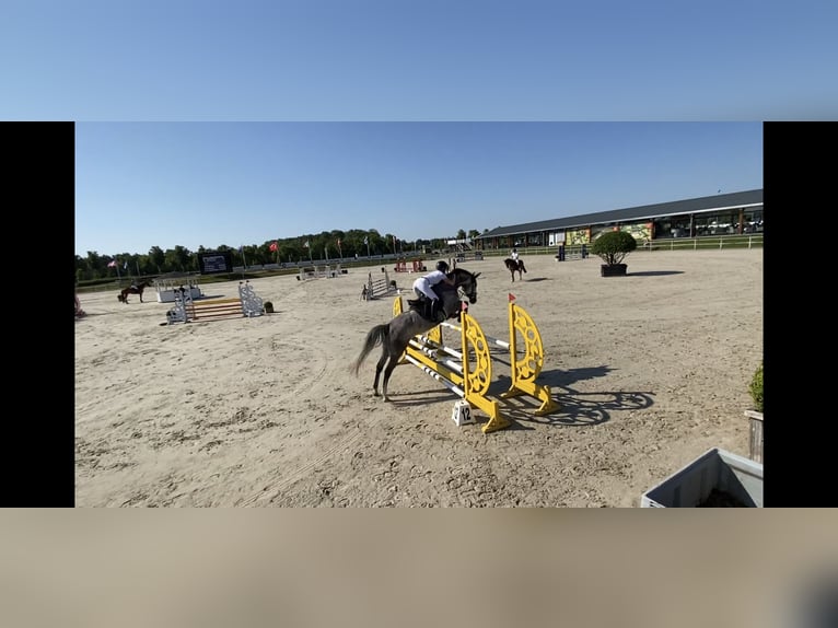 KWPN Mare 9 years 17 hh Grey in Recklinghausen