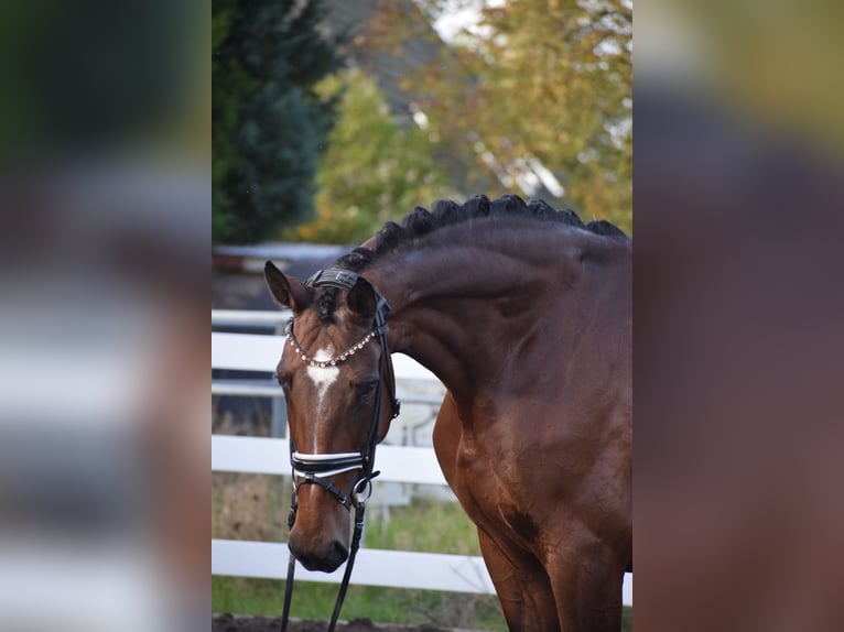 KWPN Mare 9 years 17,1 hh Brown in Dätgen KWPN Mare 9 years 17,1 hh Brown in Dätgen