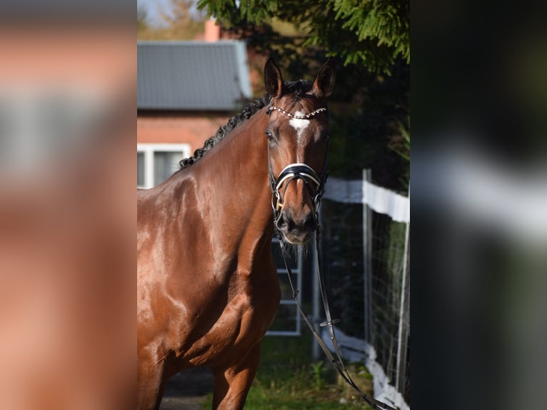 KWPN Mare 9 years 17,1 hh Brown in Dätgen KWPN Mare 9 years 17,1 hh Brown in Dätgen