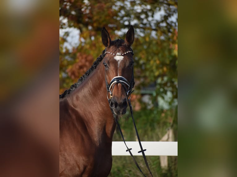 KWPN Mare 9 years 17,1 hh Brown in Dätgen KWPN Mare 9 years 17,1 hh Brown in Dätgen