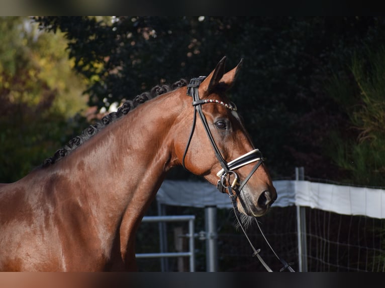 KWPN Mare 9 years 17,1 hh Brown in Dätgen KWPN Mare 9 years 17,1 hh Brown in Dätgen