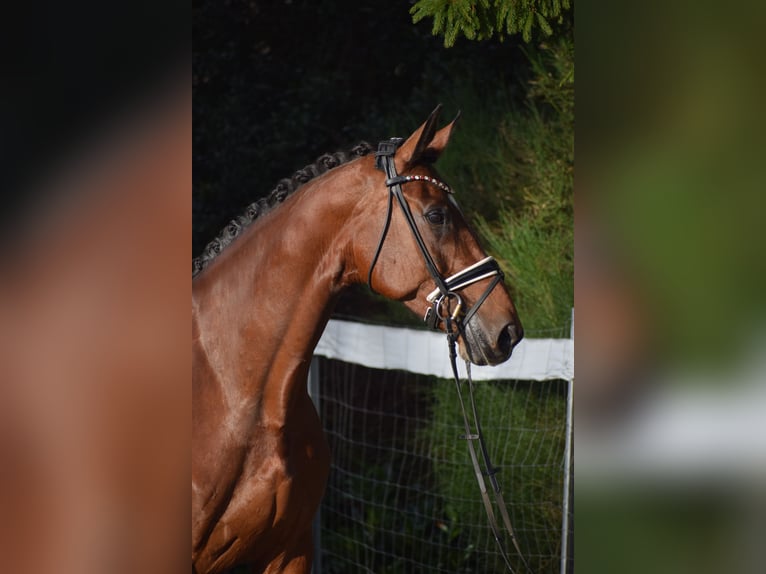 KWPN Mare 9 years 17,1 hh Brown in Dätgen KWPN Mare 9 years 17,1 hh Brown in Dätgen