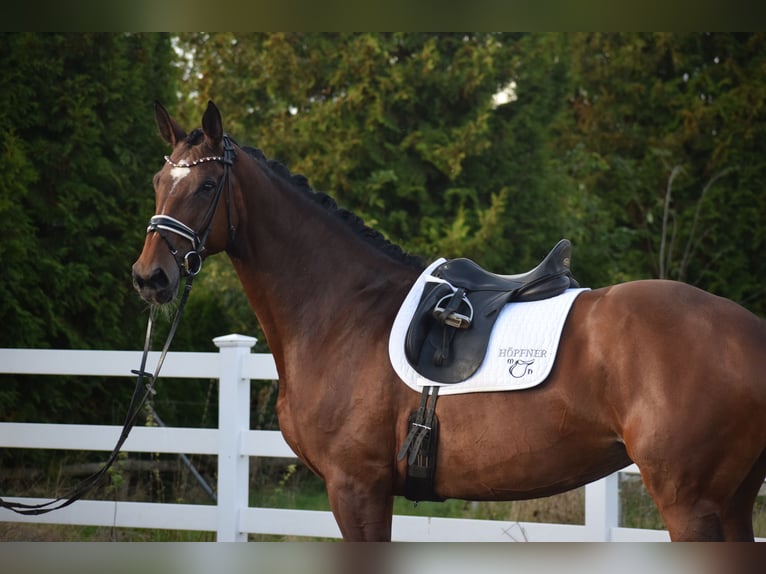 KWPN Mare 9 years 17,1 hh Brown in Dätgen KWPN Mare 9 years 17,1 hh Brown in Dätgen