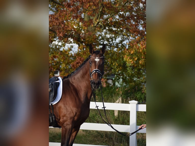 KWPN Mare 9 years 17,1 hh Brown in Dätgen KWPN Mare 9 years 17,1 hh Brown in Dätgen