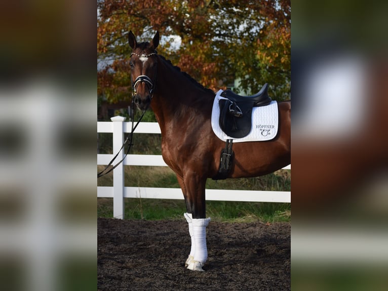 KWPN Mare 9 years 17,1 hh Brown in Dätgen KWPN Mare 9 years 17,1 hh Brown in Dätgen