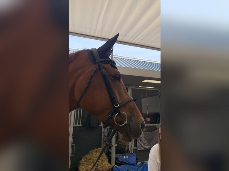 KWPN Mare 9 years 17,1 hh Chestnut-Red in Peer