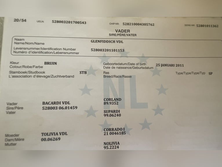 KWPN Mare 9 years 17,2 hh Grey in Grefrath