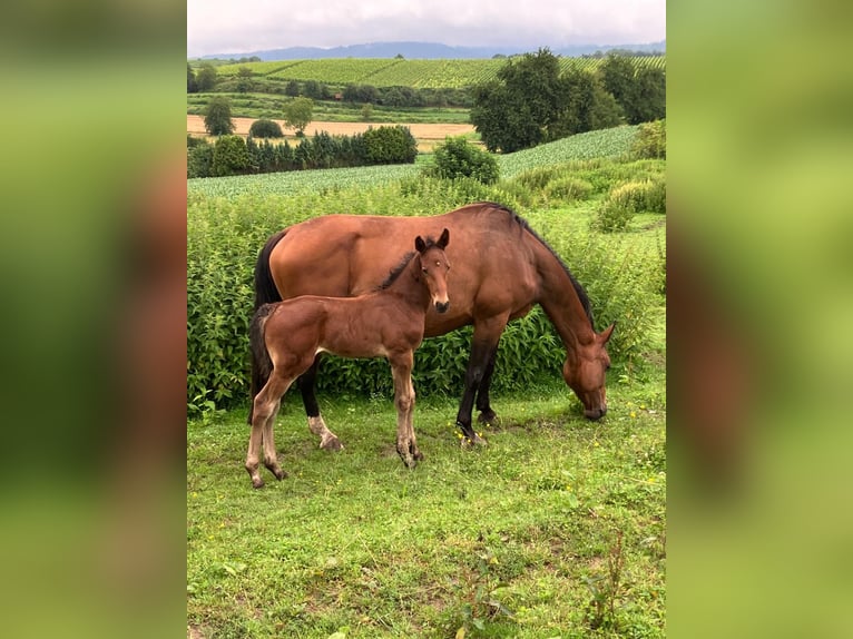 KWPN Mare 9 years Brown in Herbolzheim