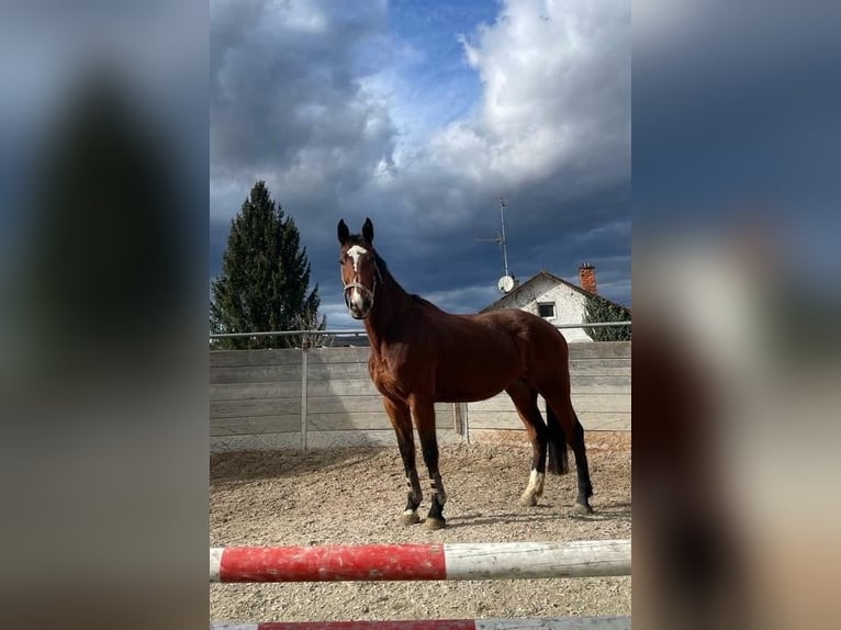 KWPN Mare 9 years Brown in Herbolzheim