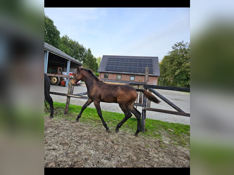 KWPN Mare Foal (05/2025) 12,2 hh Bay-Dark in Ruinerwold