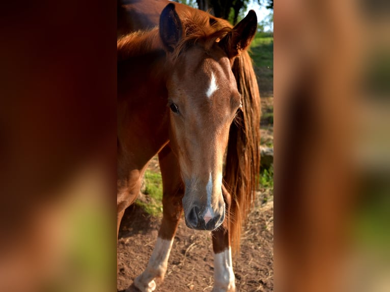 KWPN Mix Mare Foal (04/2024) 15,2 hh Chestnut-Red in Treffurt/ schnellmanshausen