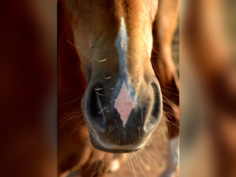 KWPN Mix Mare Foal (04/2024) 15,2 hh Chestnut-Red in Treffurt/ schnellmanshausen