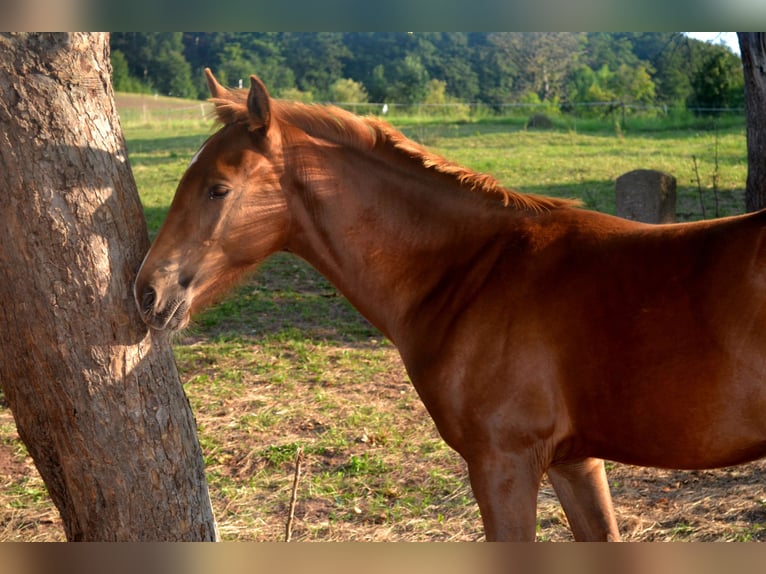 KWPN Mix Mare Foal (04/2024) 15,2 hh Chestnut-Red in Treffurt/ schnellmanshausen