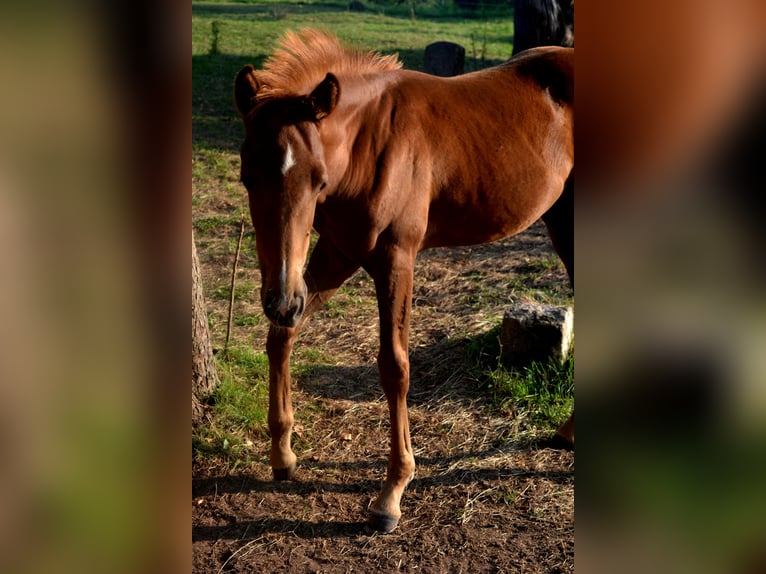 KWPN Mix Mare Foal (04/2024) 15,2 hh Chestnut-Red in Treffurt/ schnellmanshausen