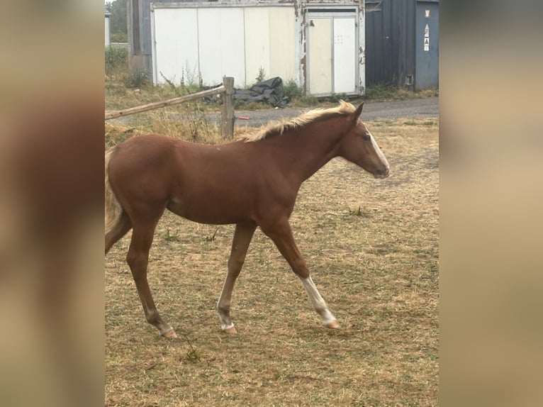 KWPN Mix Mare Foal (04/2026) 15.2 hh  in Bastogne